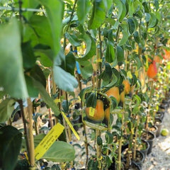 Birnbaum Decana D’Inverno - Obstpflanze Auf Blumentopf 26 - Baum Max 200 Cm – 4 Jahre Anbau Italien