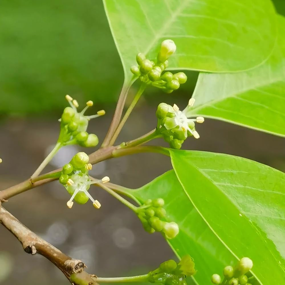 Stechpalme Hecken, Stechpalme Schnell Wachsende Winterharte Kübelpflanzen, Schnittblumen Exotische 100Samen