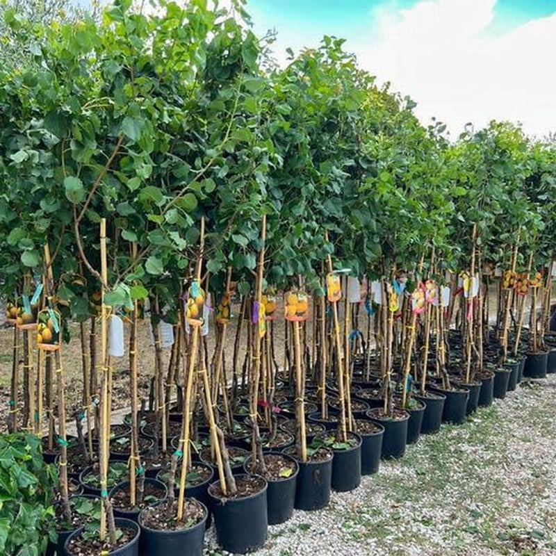 Aprikosenbaum Paviot Obstbaum Im Topf 26 Cm Höhe Ca. 180 Cm – Alter 4 Jahre - Italienische Gärtnerei