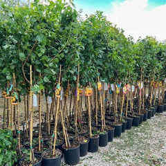Sungiant Aprikosen - Obstpflanze Auf Blumentopf 20 - Baum Max 170 Cm – 2 Jahre Anbau Italien