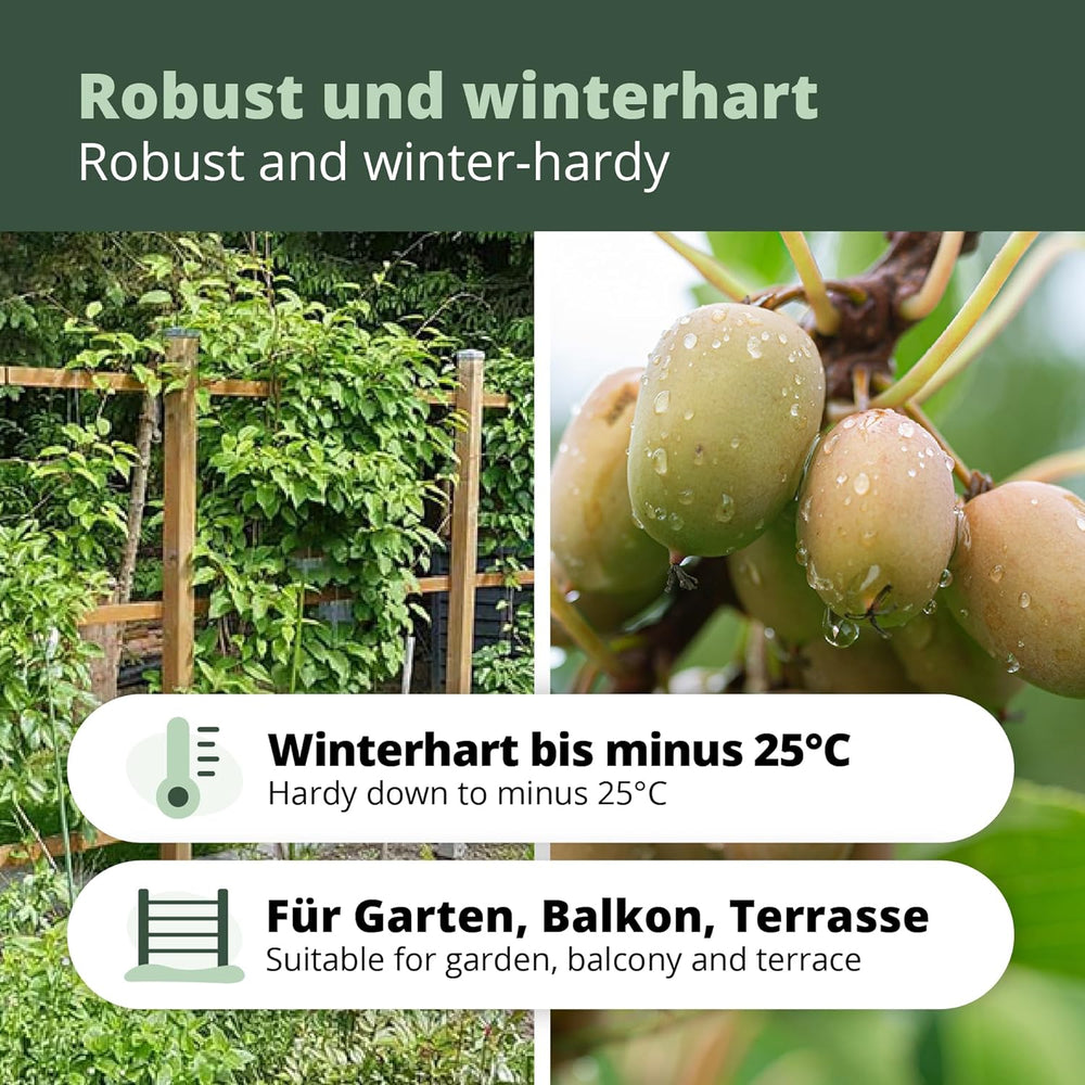 Kiwiri'S Kiwibeeren Quartett - 4 Kiwipflanzen (Actinidia Arguta) - Mini Kiwi - Sortengarantie Direkt Vom Züchter