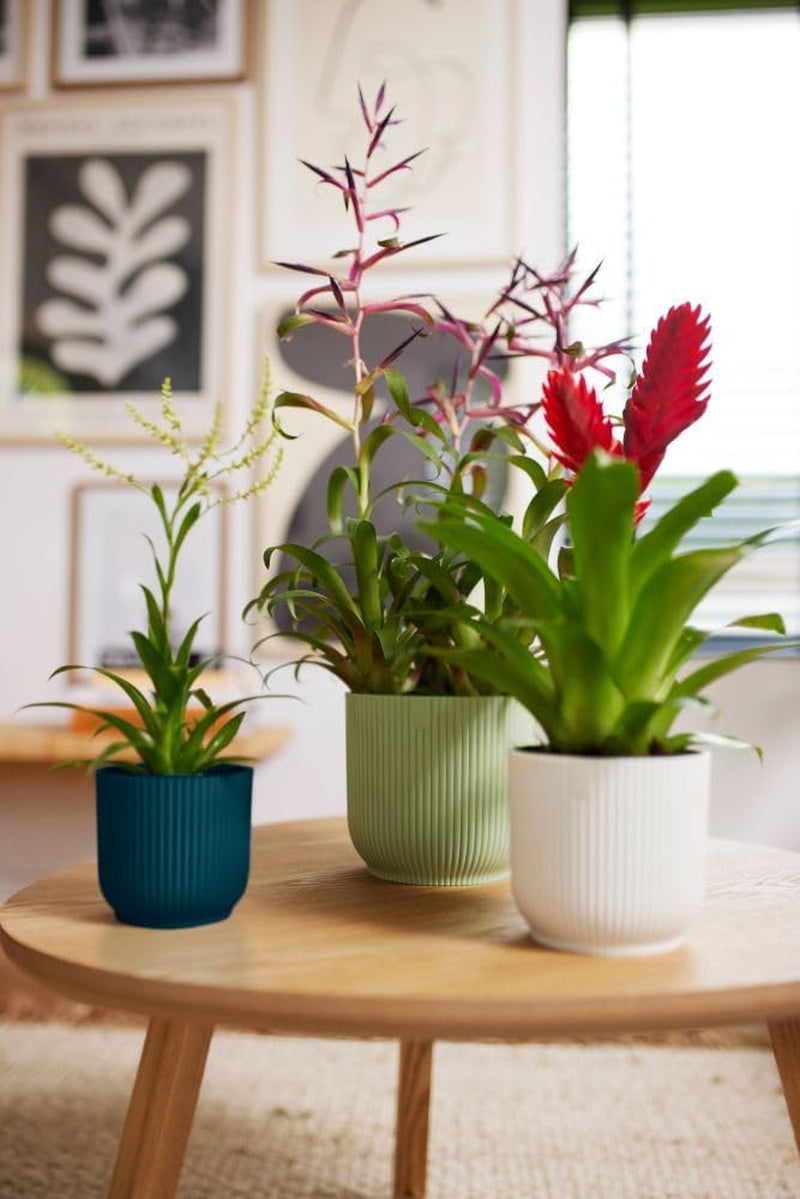 Ghiveci elho Vibes Fold Round 14 - Ghiveci de flori de interior - Plastic 100% reciclat - Ø 14,1 x H 12,9 cm - Verde/Verde Sorbet