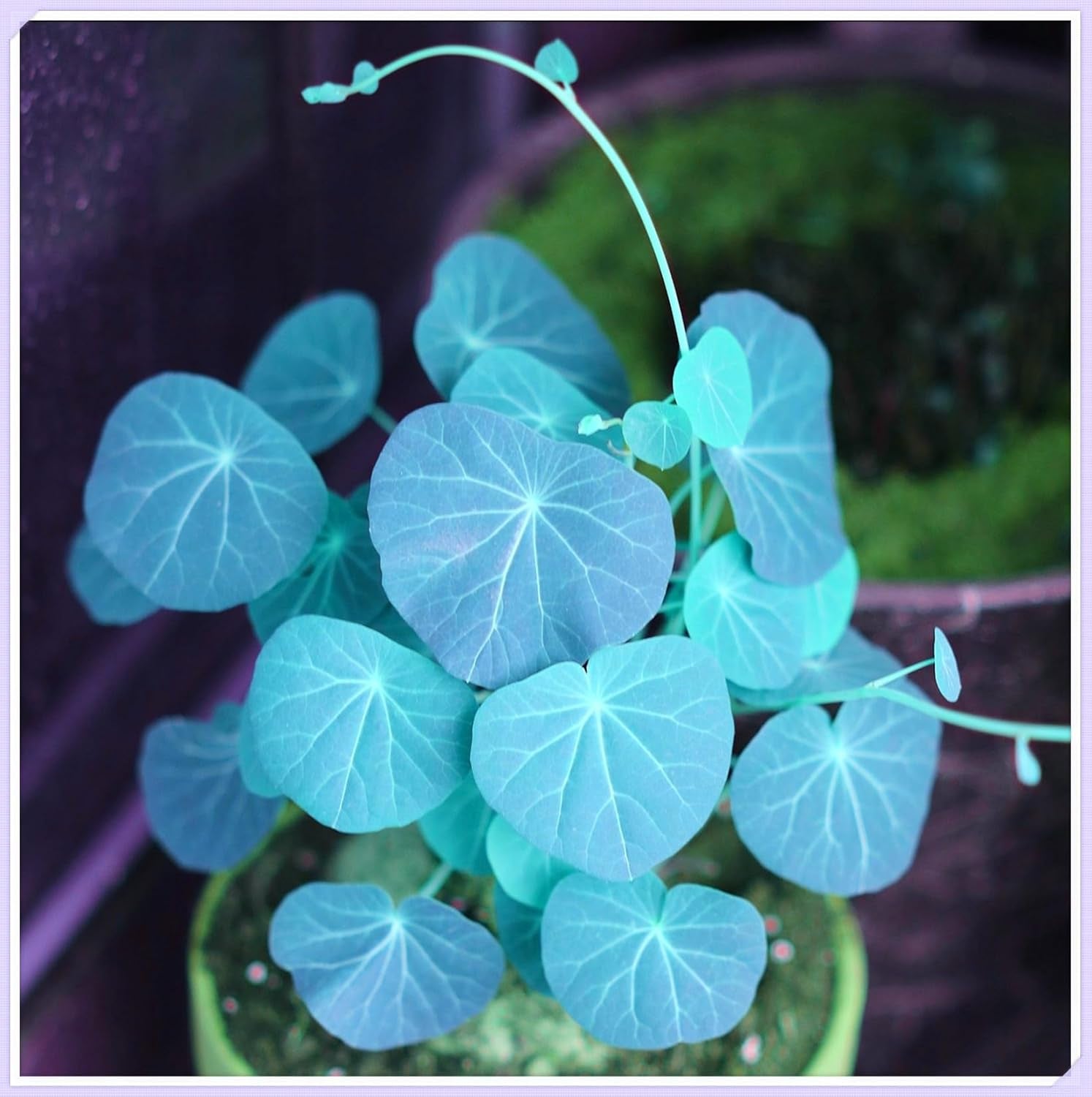 Mélange de bulbes de fleurs, ampoule magique mystère, plantation rustique, bulbe de fleurs vivaces résistant à l’hiver, bulbes rustiques - 3 bulbes d’orchidées