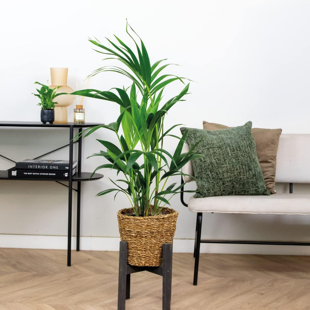 Bloomique - Howea Forsteriana - Kentia Palme - Zimmerpflanzen - Pflegeleicht - Haustierfreundlich - Höhe 90-100 Cm - Mit Rotan Korb 19 Cm