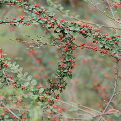 Teppichmispel, Bodendecker Cotoneaster Dammeri, Blumensamen Gastgeschenk Für Sonnige Plätze Kaufen 80Samen