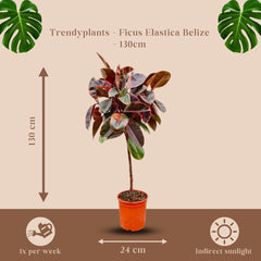 Trendyplants - Ficus Elastica Belize Am Stamm - Gummibaum - Zimmerpflanze - Höhe 120-140 Cm - Topfgröße Ø24Cm