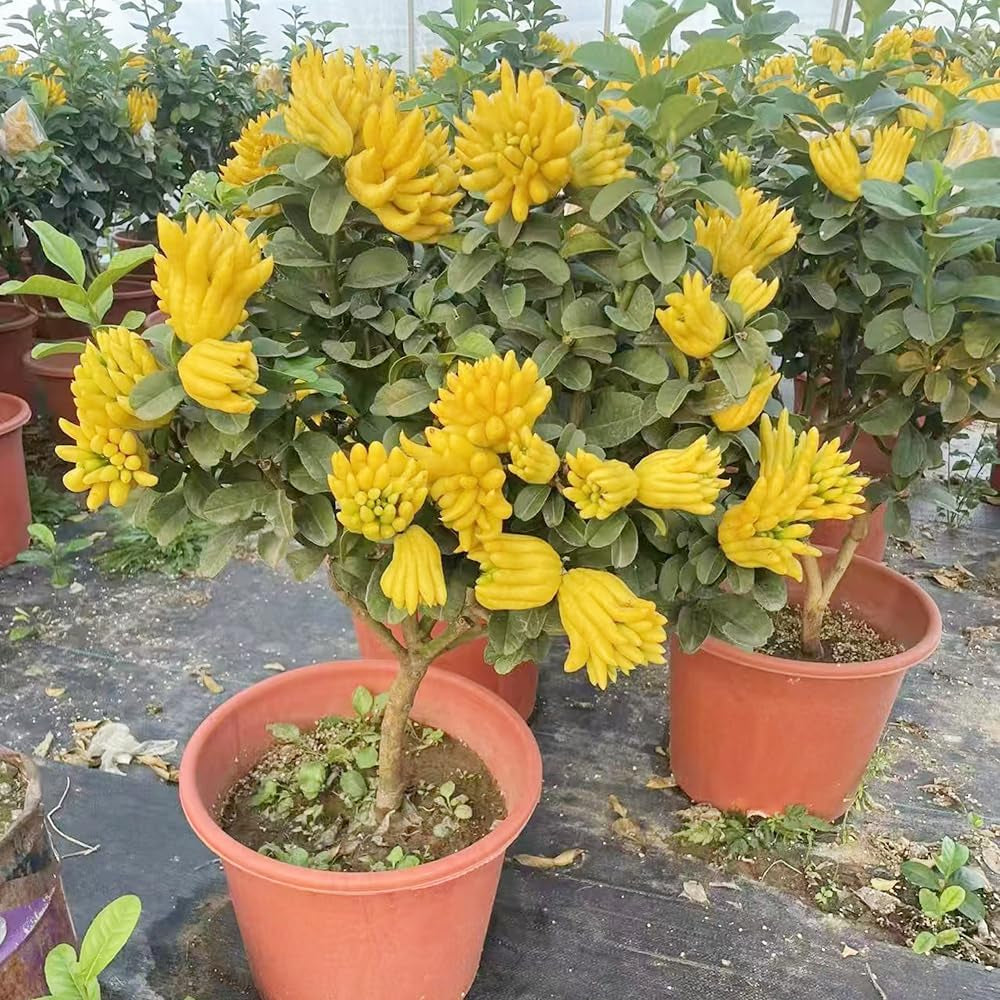 Buddhas Hand Zitrone - Obst Samen Bonsai Samen Zwergobstbäume Säulenobst Tree Exotische Pflanzen Saatgut Balkon Pflanze Bäume Kaufen Obst Pflanzen Balkonpflanzen 80Pcs
