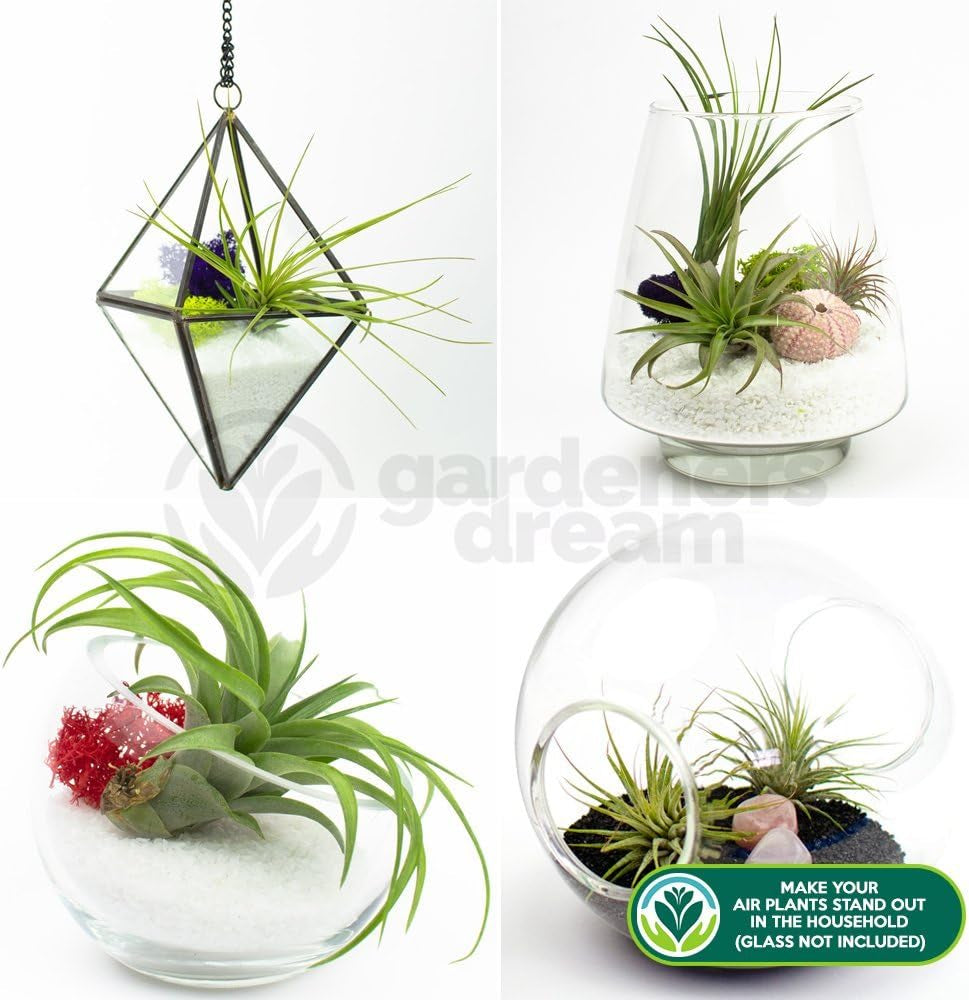Rêve des jardiniers : 4 vraies plantes de Tillandsia - 4 vraies plantes d'air de Tillandsia - Plantes de terrarium - Plantes de terrarium décoratives - Plantes d'intérieur purificatrices d'air - Plantes décoratives - Plantes réelles