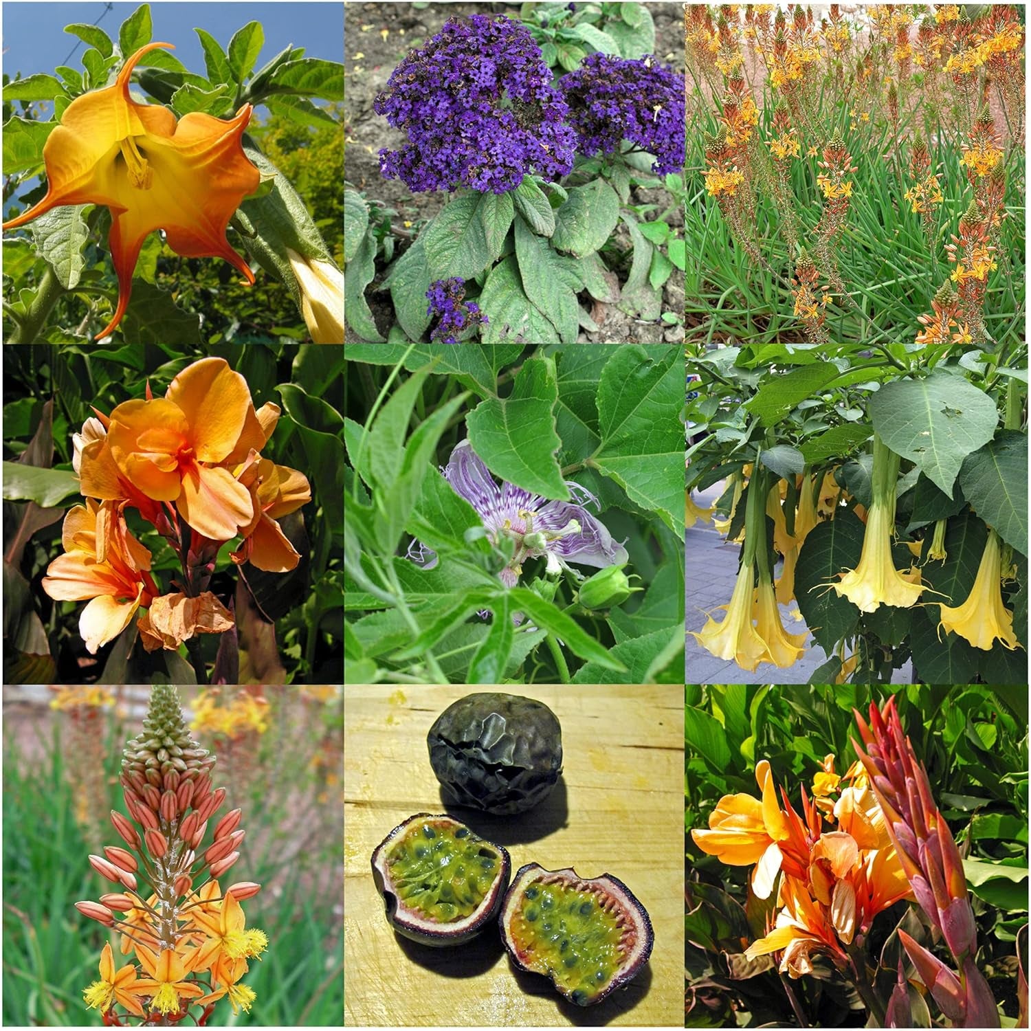 Schönheiten Exotische für Wintergarten und Terrasse - Samen-Geschenkset mit 5 frostempfindlichen Blühpflanzen aus all Welt