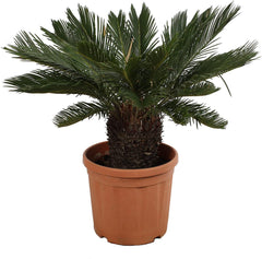 KENTIS - Cycas Revoluta Zwergpalme - Echte Palme Für Den Außenbereich Gartenpflanze - Hoch 100-125 Cm Topf Ø 30 Cm