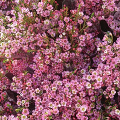 Chamelaucium Uncinatum - Balkonpflanzen Frühlingsblumen Hecken Sträucher Winterhart Blühend Gartendeko Für Draußen Luftreinigende Zimmerpflanzen Bonsaibaum Kletterpflanzen Herbst Deko 10Samen
