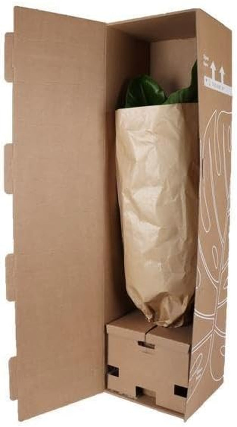 Trendyplants - Yucca Rostrata - Winterhart - Gartenpflanze - Höhe 70-90 Cm - Topfgröße Ø30Cm