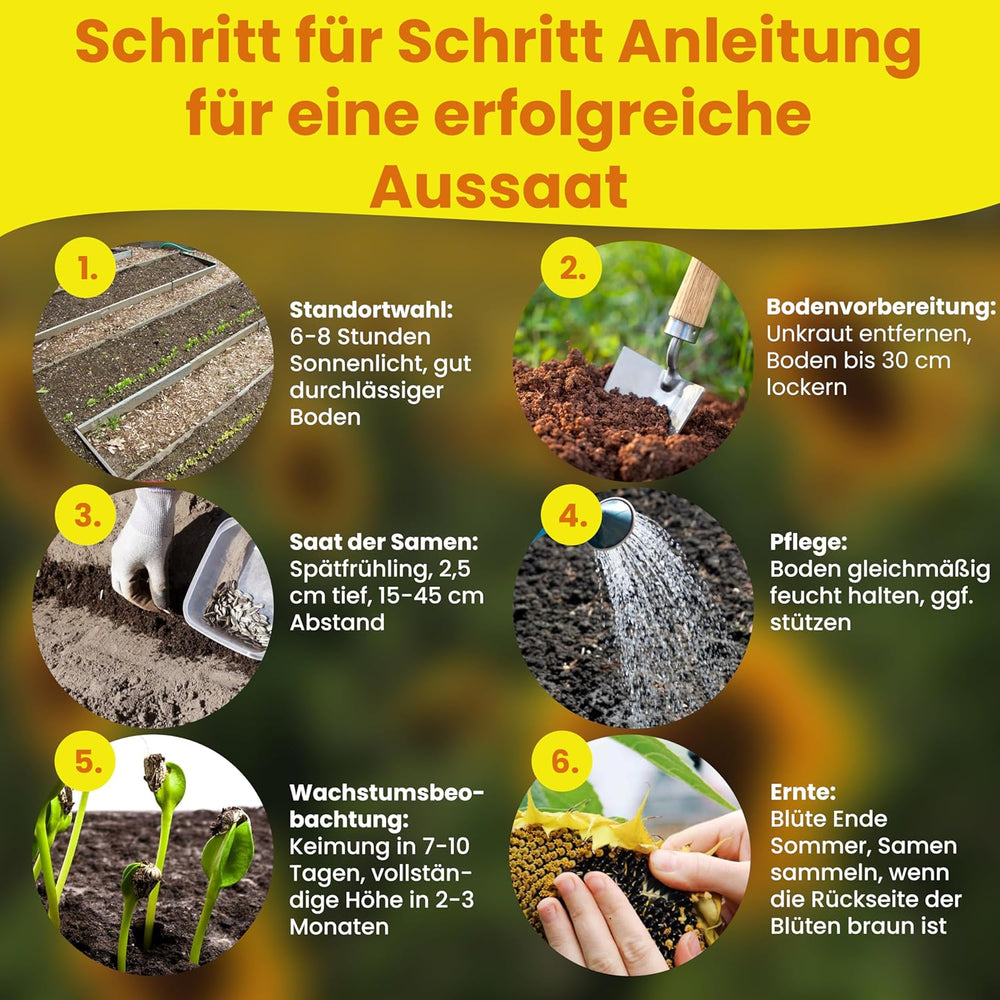 LERAVA® Sonnenblumen Samen Set (4 sortes) - Riesige gelbe & rote Sonnenblume - Zwerg et Sungold Teddy - Premium Sonnenblumensamen für Garten und Balkon - Blumenamen Geschenk für Hobbygärtner