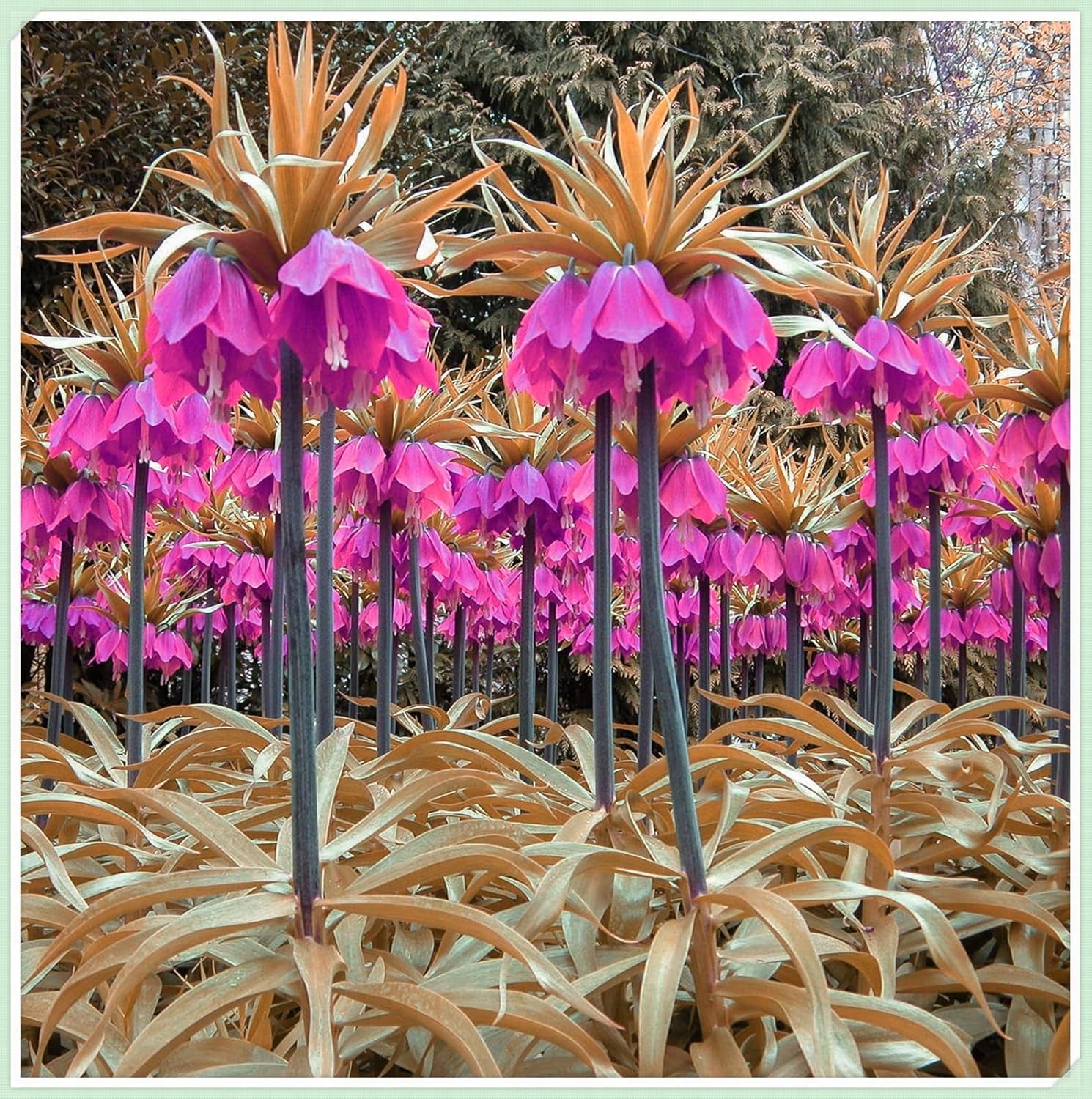Mélange de bulbes de fleurs, ampoule magique mystère, plantation rustique, bulbe de fleurs vivaces résistant à l’hiver, bulbes rustiques - 3 bulbes d’orchidées