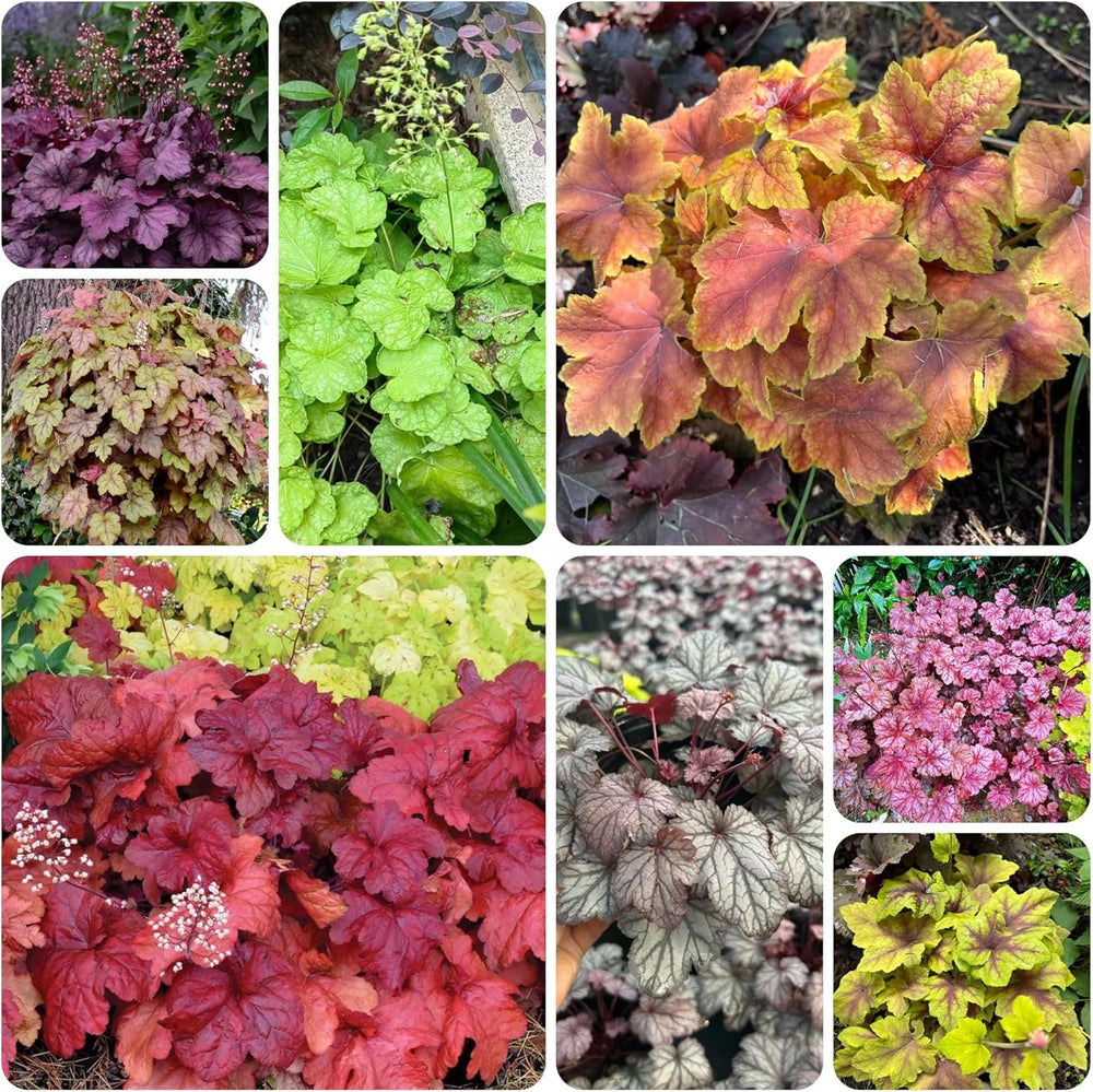 Heuchera - Purpurglöckchen Schnell Wachsende Sträucher Küchenkräuter Balkonpflanzen Balkon Kräutergarten Küche Indoor Blumensamen Gastgeschenk Bonsai Gartendeko Für 500Samen
