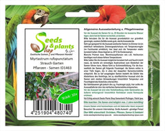 Stk - 10X Myrtastrum Rufopunctatum Strauch Garten Pflanzen - Samen ID1463 -