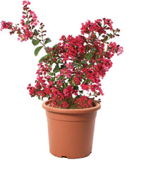 KENTIS - Lagerstroemia Indica Rote - Blühende Plfanzen - Echte Pflanzen Für Garten - Balkon Pflanze - Heckenpflanze – Hoch 60-80 Cm Topf Ø 24 Cm
