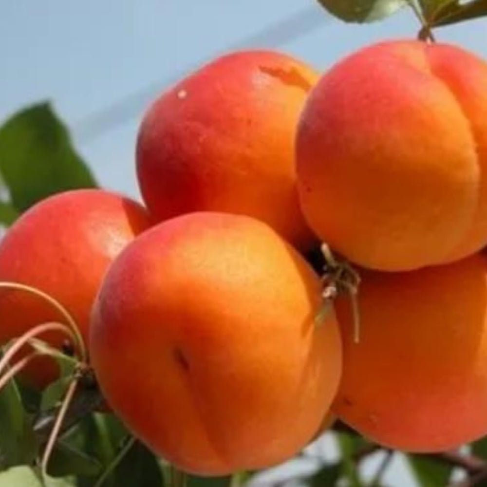 Aprikosenbaum Bulida Obstbaum Im Topf 26 Cm Höhe Ca. 180 Cm – Alter 4 Jahre - Italienische Gärtnerei