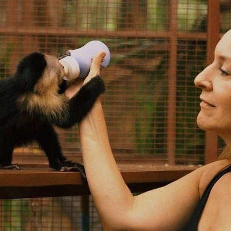 Café Britt® - Mélange Cariblanco Costa Rican Habitat (340 g) (Pack de 3) Café Arabica en grains entiers, casher, sans gluten, torréfaction gastronomique et moyennement fermé…