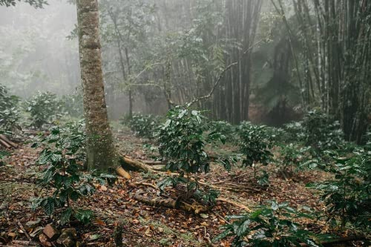 Café Arabica mexicain Procurador 1000g