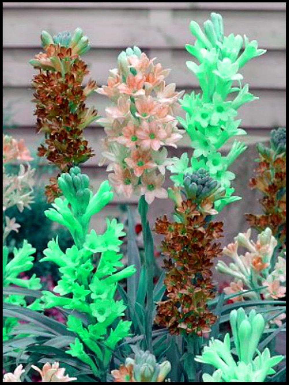 Mélange de bulbes de fleurs, ampoule magique mystère, plantation rustique, bulbe de fleurs vivaces résistant à l’hiver, bulbes rustiques - 3 bulbes d’orchidées