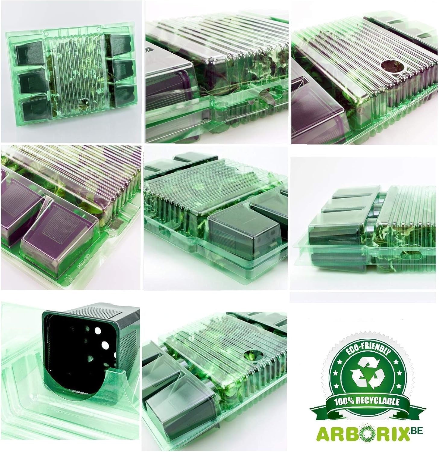 6 x Jardin Scheinsonnenhut 'Doubledecker' - Echinacea Purpurea 'Doubledecker' Pot 9x9cm : Double Blüten, einzigartige Optik, zieht Bienen an, idéal pour le jardin.