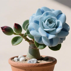 Winterhart pflanzen, Gift, Mysteriöse magische Glühbirne, Lebende Pflanzen, Mehrjährige Blumenzwiebel ist winterhart, Blumenzwiebel Mix-2Wüstenrose knollen-C