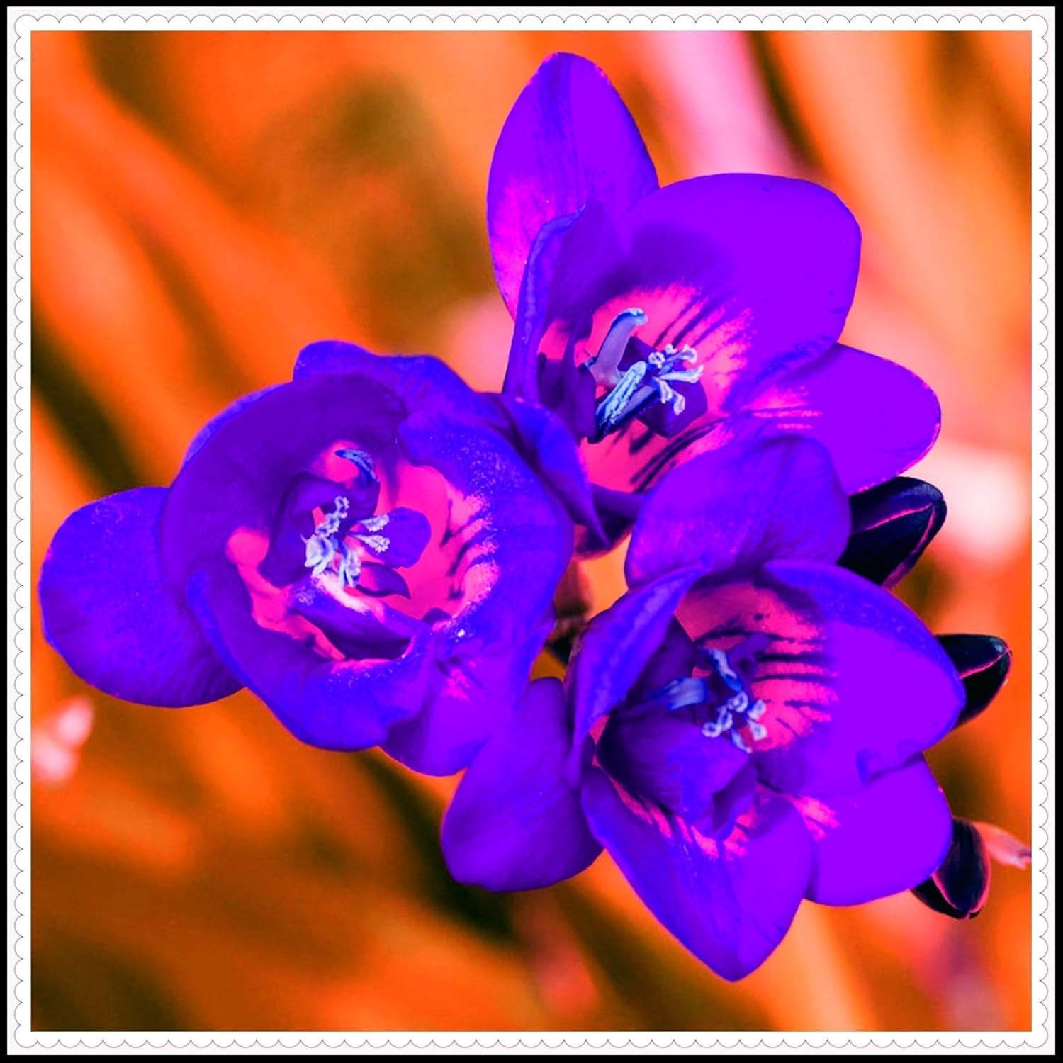 Mélange de bulbes de fleurs, ampoule magique mystère, plantation rustique, bulbe de fleurs vivaces résistant à l’hiver, bulbes rustiques - 3 bulbes d’orchidées