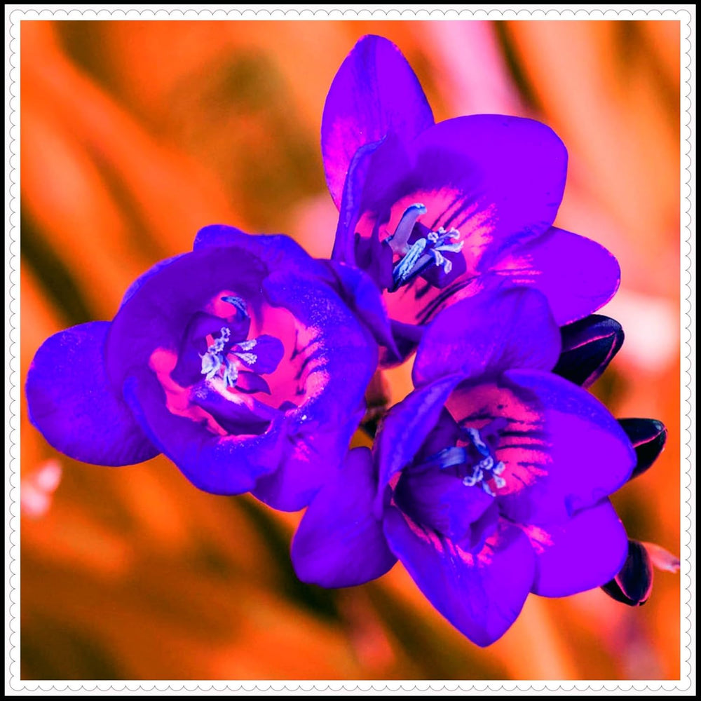 Mélange de bulbes de fleurs, ampoule magique mystère, plantation rustique, bulbe de fleurs vivaces résistant à l’hiver, bulbes rustiques - 3 bulbes d’orchidées