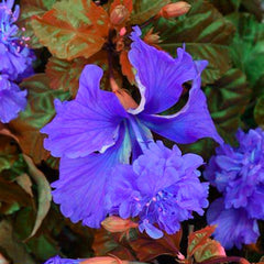 Lebende Pflanzen,Mehrjährige Blumenzwiebel ist winterhart, Winterhart pflanzen, Mysteriöse magische Glühbirne, Blumenzwiebel Mix-4 Oxalis Triangularis Blumenzwiebeln