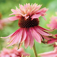 6 x Jardin Scheinsonnenhut 'Doubledecker' - Echinacea Purpurea 'Doubledecker' Pot 9x9cm : Double Blüten, einzigartige Optik, zieht Bienen an, idéal pour le jardin.