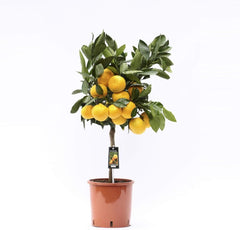 Satsuma-Mandarine Baum 70-100 Cm – Citrus Unshiu – Winterharte Zitruspflanze Mit Süßen, Kernlosen Früchten – Perfekt Für Garten, Balkon & Wintergarten