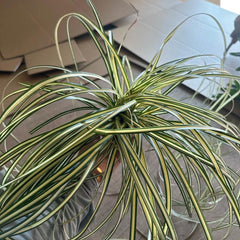 Carex Oshimensis Luftreinigende Zimmerpflanzen Sträucher Für Den Garten Terrassenpflanzen Büropflanzen Sichtschutz Winterfeste Gartenpflanzen Für Draußen Seltene Outdoor Ziergräser 400Samen