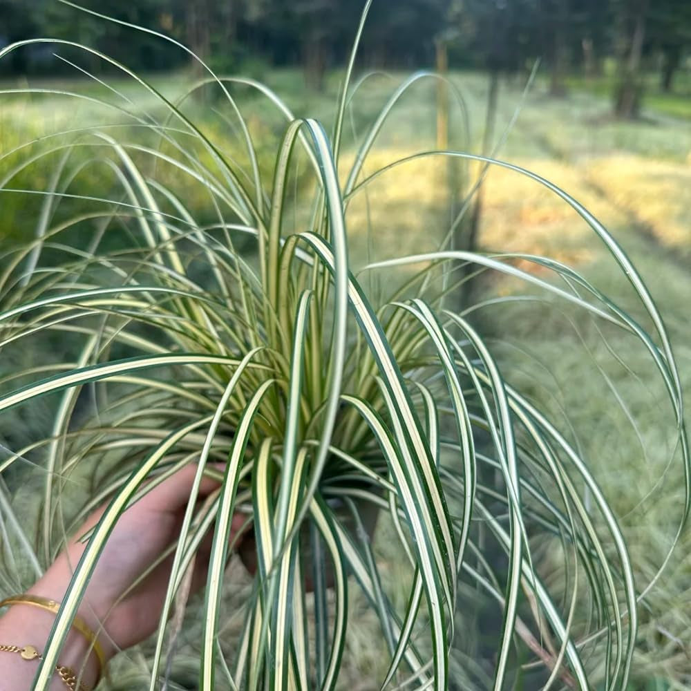 Carex Oshimensis Evergold Topfpflanzen Draußen Winterhart Ziergras Sichtschutz Balkonpflanze Winterharte Kübelpflanzen Winterharte Ziergräser Für Kübel Grünpflanzen Bodendecker 100Samen