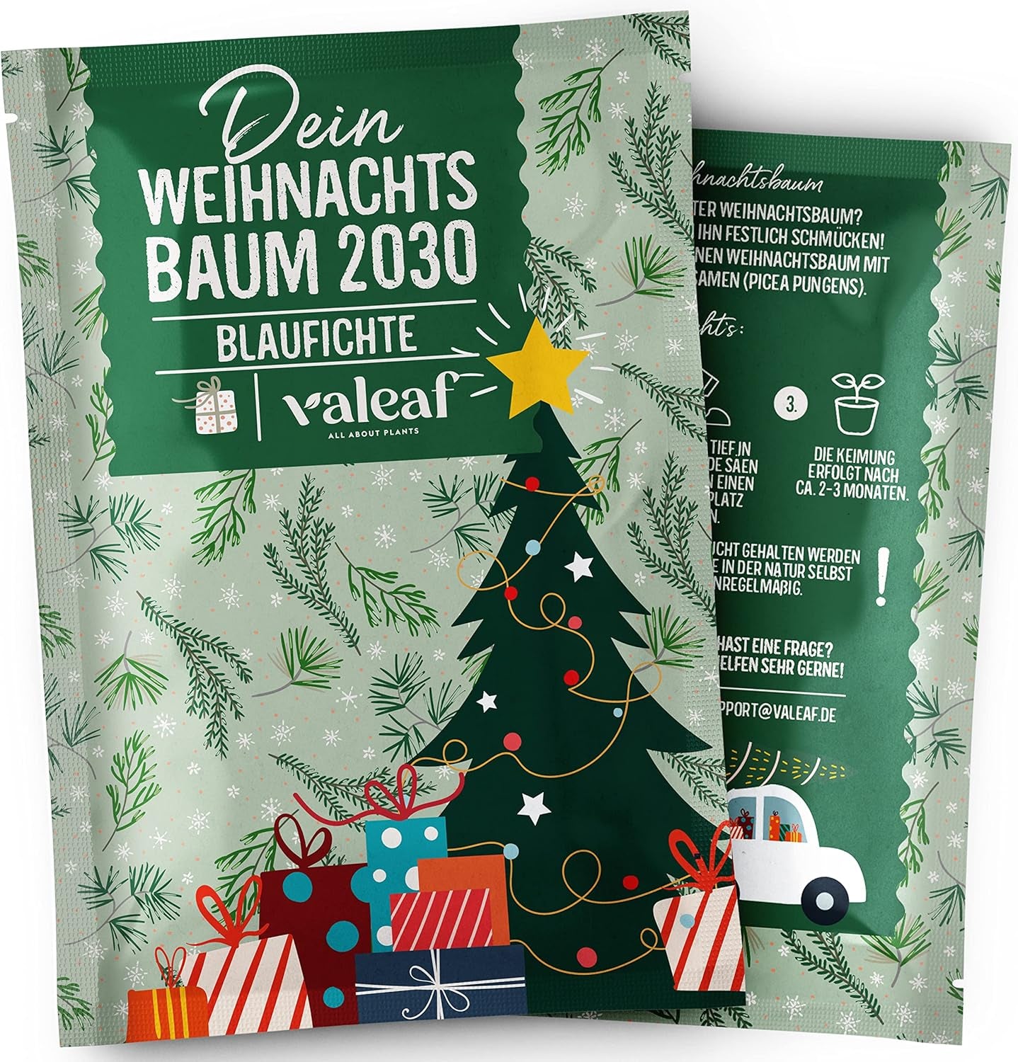 Sapin de Noël 2030 - Graines d'arbre de Noël Nordmann pour planter un sapin de Noël, idéales comme cadeau de Noël Secret Santa