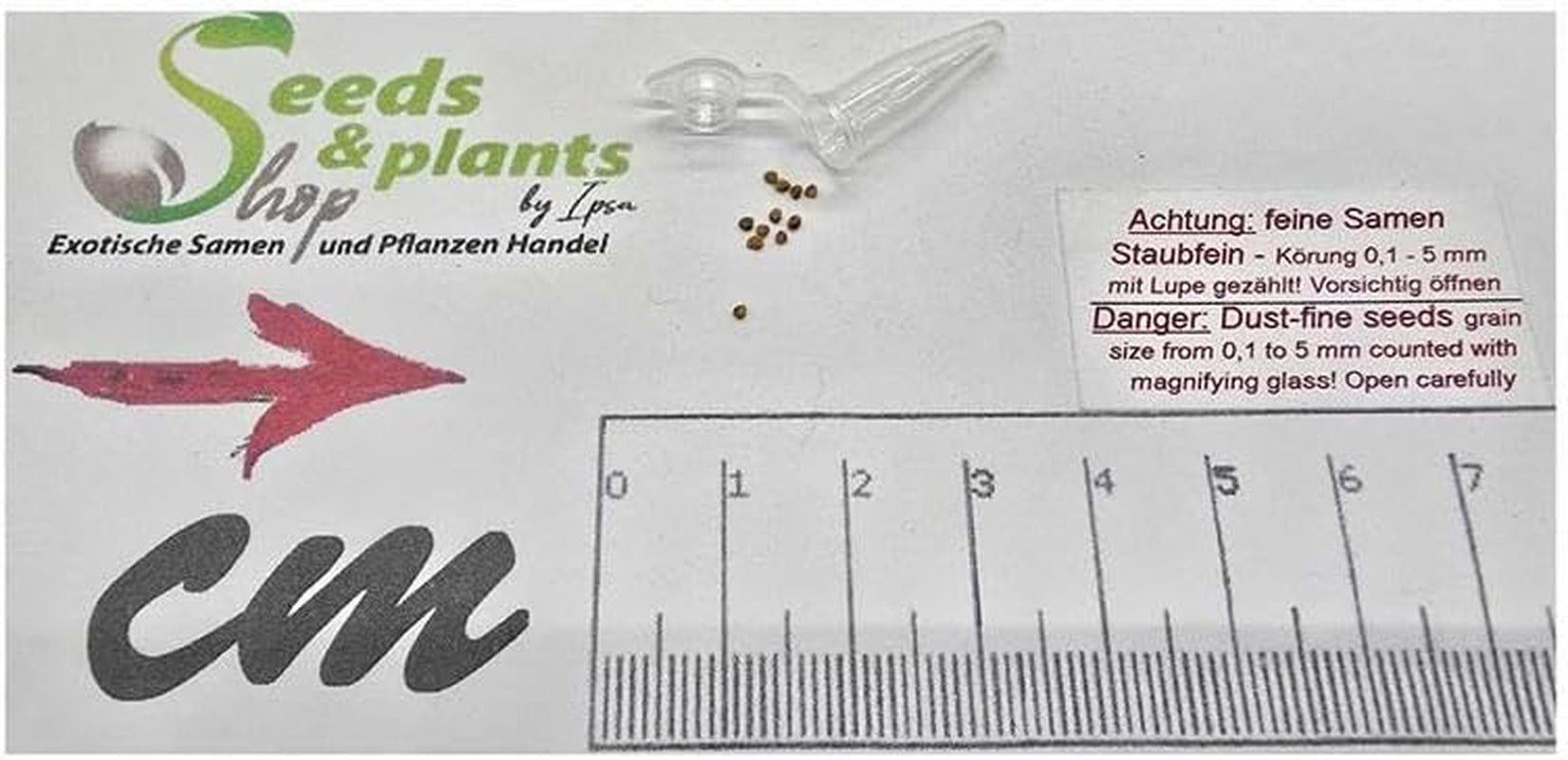 Stk - 10X Myrtastrum Rufopunctatum Strauch Garten Pflanzen - Samen ID1463 -