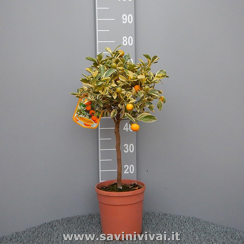 SAVINI VIVAI Bunte Calamondino-Pflanze, Bunter Calamondino-Zitrusbaum Im 20 Cm Topf, Höhe 70 Cm, 2–3 Jahre Veredelung, Hergestellt in Italien