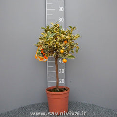 SAVINI VIVAI Bunte Calamondino-Pflanze, Bunter Calamondino-Zitrusbaum Im 20 Cm Topf, Höhe 70 Cm, 2–3 Jahre Veredelung, Hergestellt in Italien