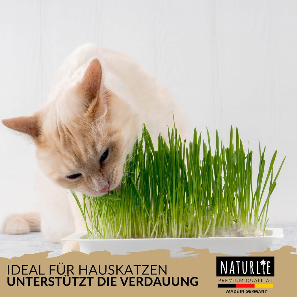 XXL 200G Premium Katzengras Samen Set: Saatgut Für 80 Töpfe Fertiges Katzengras - Saatgut Für Eine Sanfte/Weiche Katzenwiese - Premium Saatgut Für Deine Katze