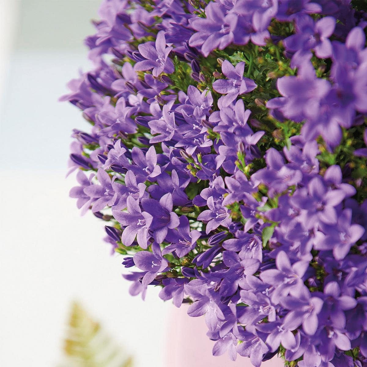 Campanula Addenda - Glockenblume Lila Topfgröße 12Cm - Mehrjährig - Winterhart
