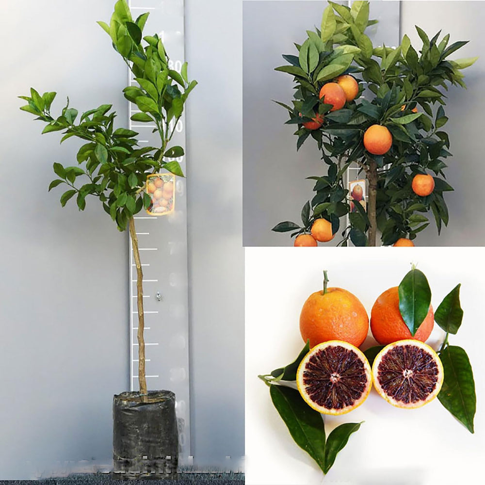 SAVINI VIVAI Orangenpflanze, Dunkeloranger Zitrusbaum Im 20 Cm Topf, Höhe 70 Cm, 2-3 Jahre Veredelung, Hergestellt in Italien