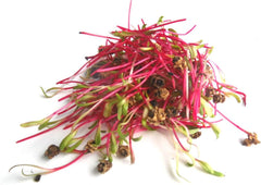 500 G BIO Keimsprossen Mischung -Vitamin Cocktail MIX- Keimsaat 5 X 100 G Samen Für Die Sprossenanzucht Rote Rüben, Mangold, Sonnenblumen, Alfalfa, Weizen Sprossen Microgreen Mikrogrün