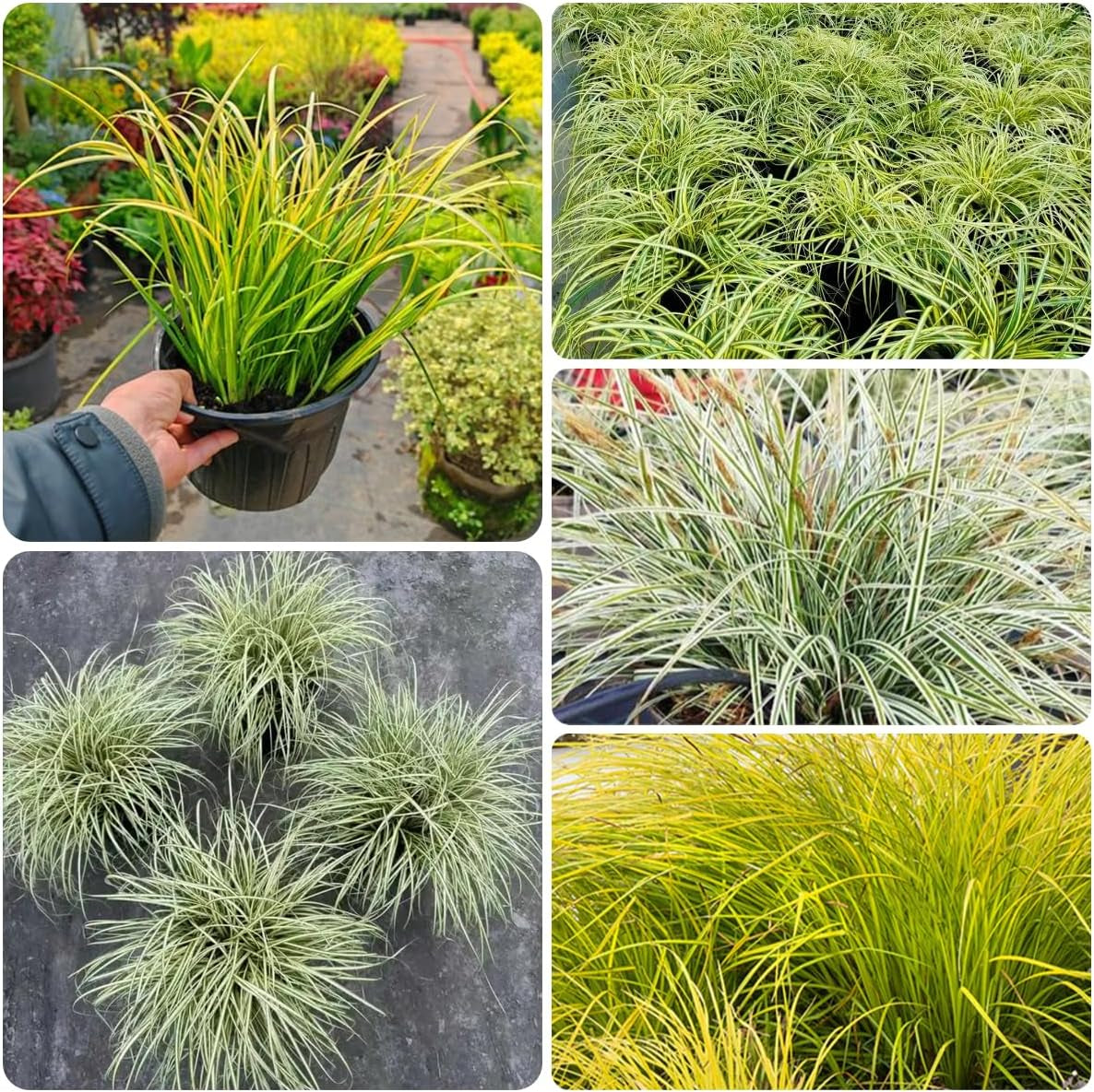 Carex Oshimensis Evergold Grünpflanzen Bodendecker Schattenpflanzen Garten Immergrüne Sträucher Winterhart Steingartenpflanzen Herbst Deko Sträucher Für Den Garten Gartenpflanzen Für 300Samen