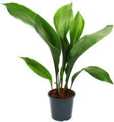 Exotenherz Schusterpalme - Aspidistra Elatior - Zimmerpflanze - 15Cm Topf