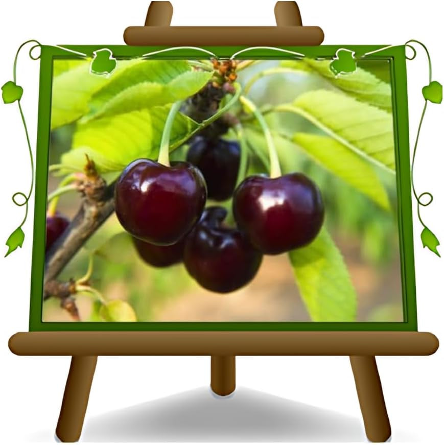 Sauerkirschbaum Visciola Di Germania from Germany – Alte Sorte, Obstpflanze Im Topf Ø 20 Cm — Höhe 150-170 Cm, Alter: 2 Jahre — Selbstfruchtend - Italienische Baumschule
