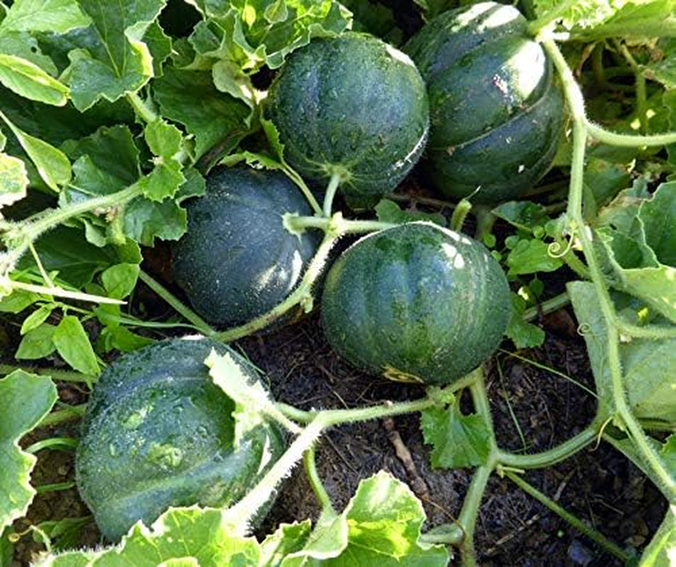 La Verde MEIN GARTEN UND ICH. Petit Gris De Rennes Zuckermelone Samen Für Ca. 10–12 Pflanzen, Fruchtgemüse, Süß-Aromatisch, Samenfestes Saatgut Ohne Gentechnik