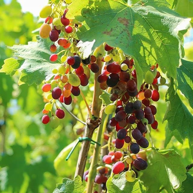 Rebstöcken Pizzutello Schwarz Rebe - Obstpflanze Antik Auf Blumentopf 20 - Baum Max 170 Cm – 2 Jahre Anbau Italien