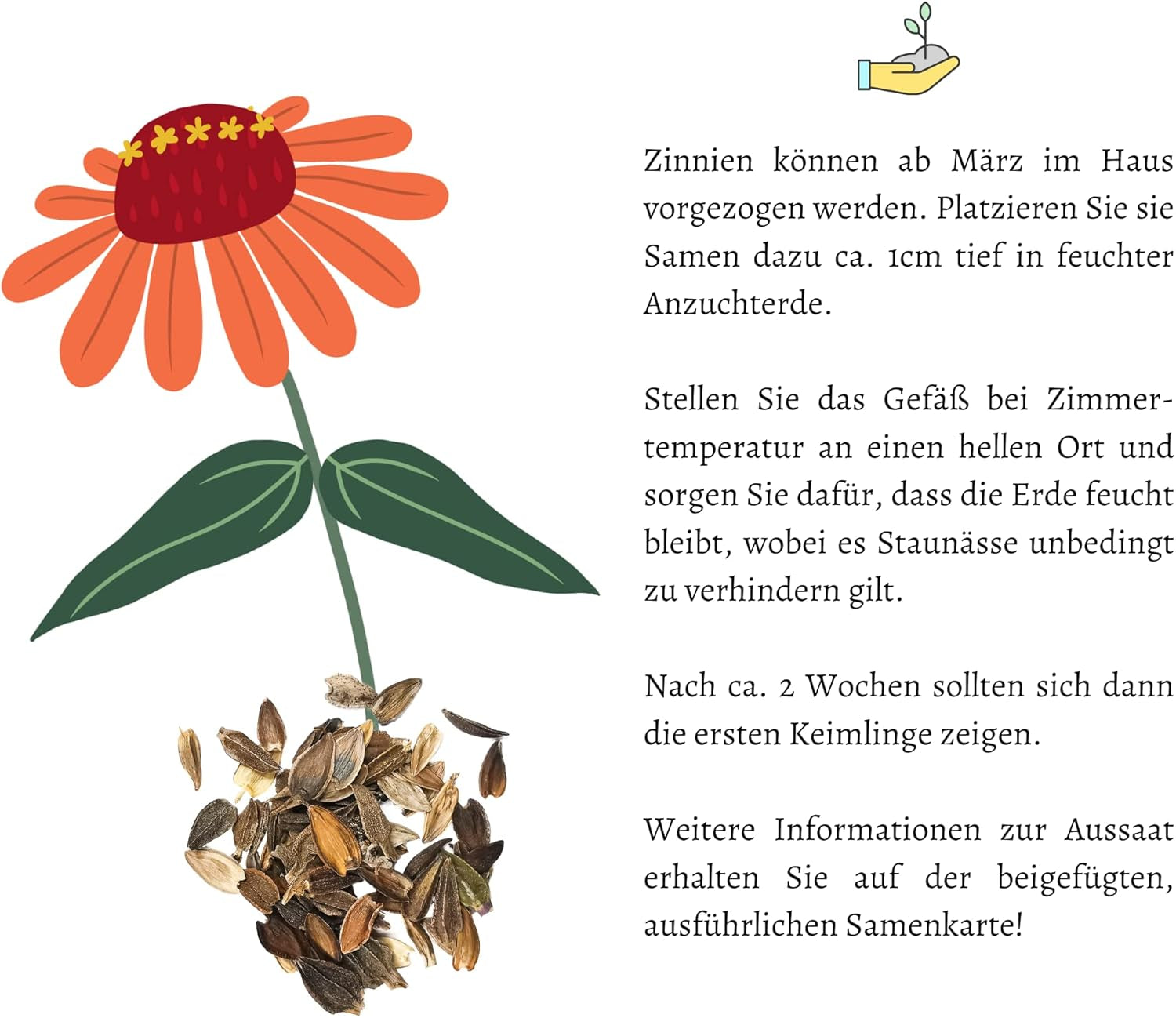 Mélange de graines de Zinnia (Zinnia) - Fleurs d'été colorées pour le parterre de jardin, le balcon, la terrasse et comme fleurs coupées dans des vases