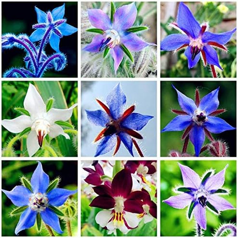 Graines 20 pcs Borago Officinalis graines de fleurs exotiques jardin de fleurs en plein air beau et lumineux (Liu Li Ju): 13
