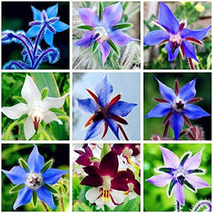Graines 20 pcs Borago Officinalis graines de fleurs exotiques jardin de fleurs en plein air beau et lumineux (Liu Li Ju): 13
